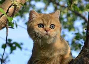 Шиншилла. Завуалированный Золотой Окрас Британских Кошек. Фото золотых британцев: британских котят, котов, кошек. Золотой британский кот: стандарт окраса. Золотистые британцы: фото галерея.